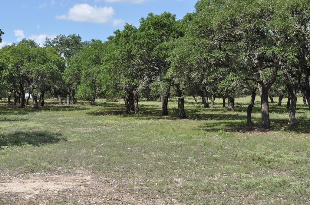 157 acres in Kimble County - photo 4
