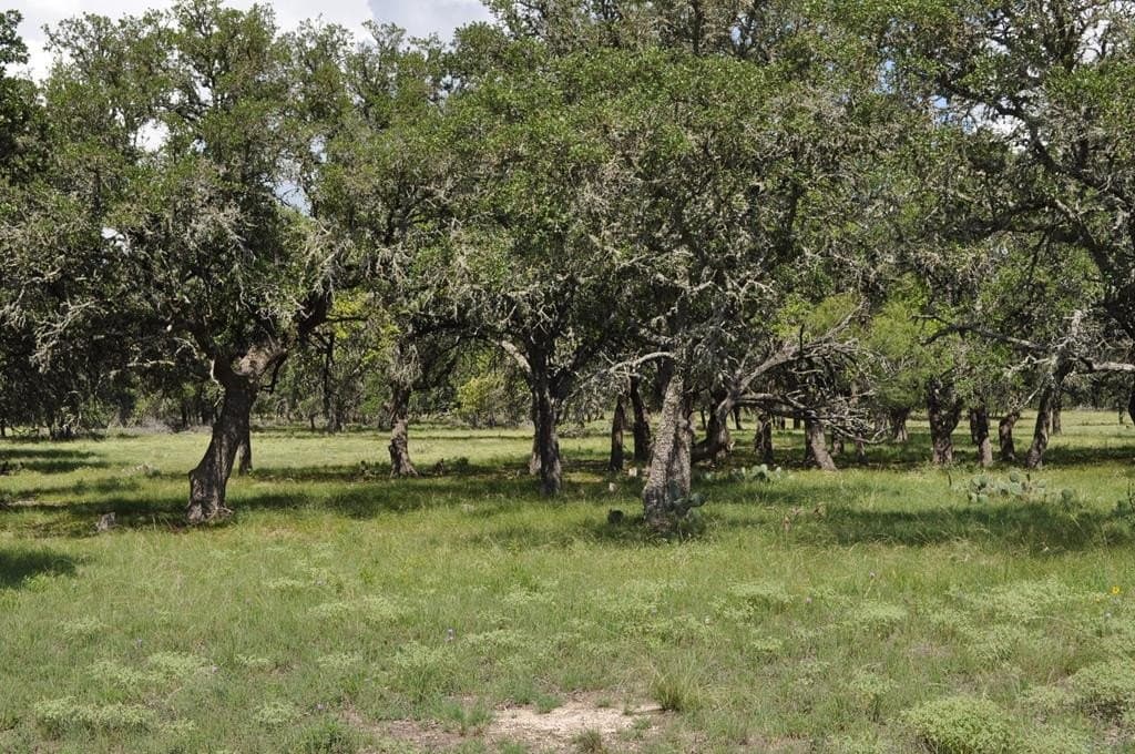 157 acres in Kimble County - photo 6