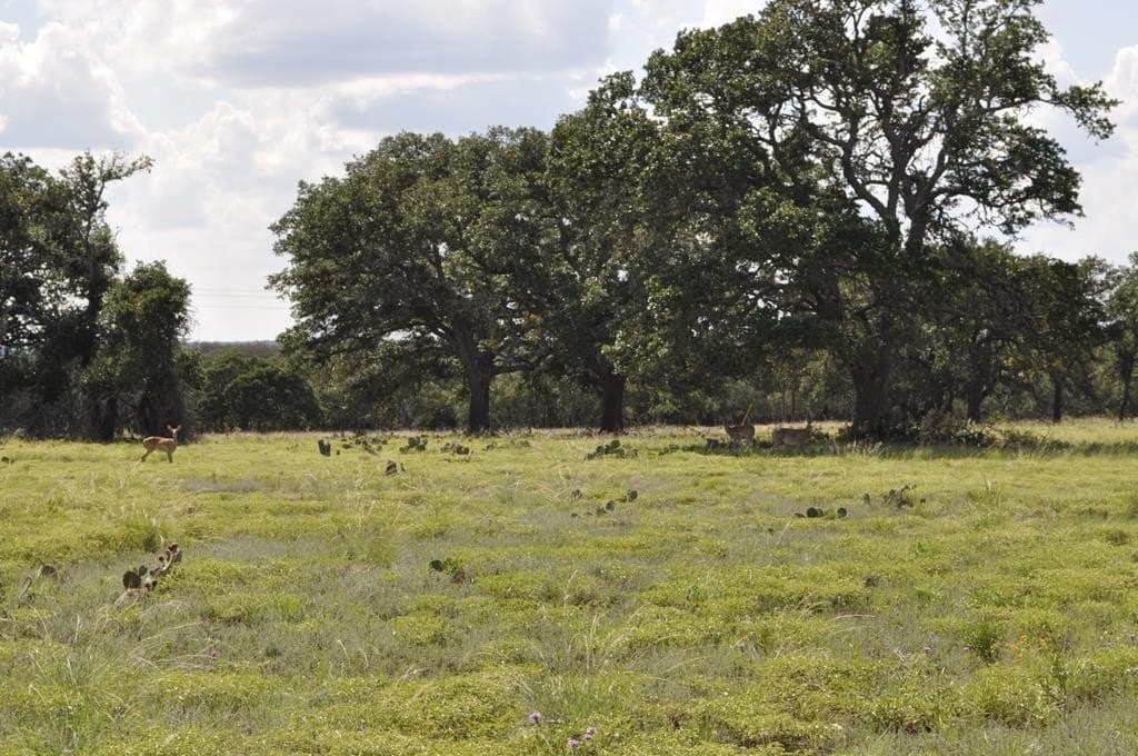157 acres in Kimble County - photo 8