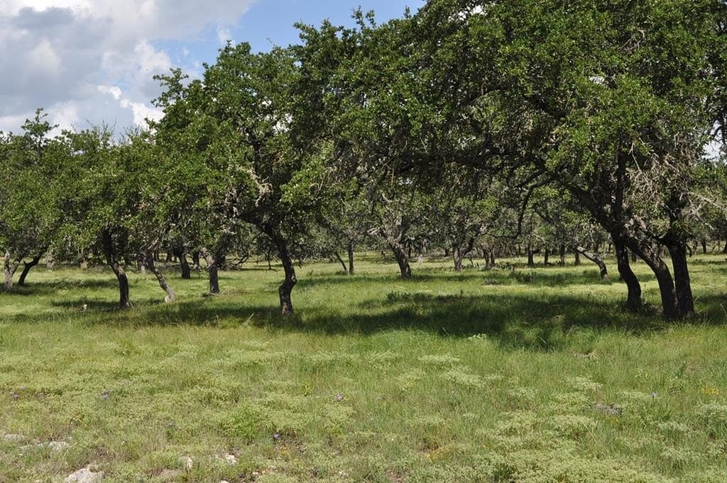 157 acres in Kimble County - photo 7