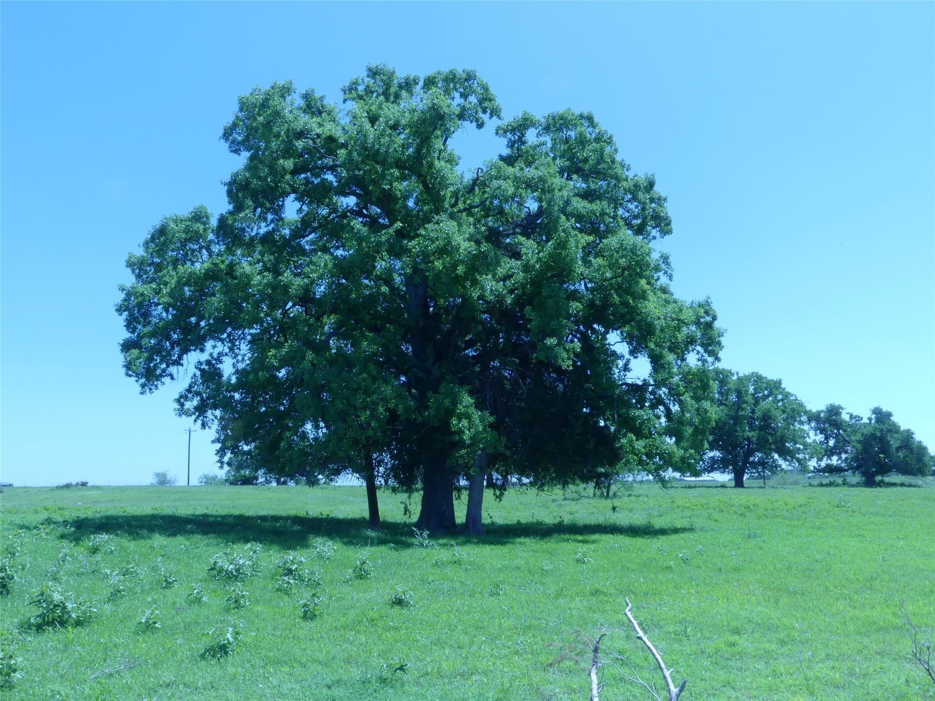 135 acres in Montague County - photo 36