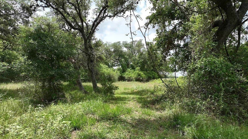46.31 acres in Colorado County - photo 28