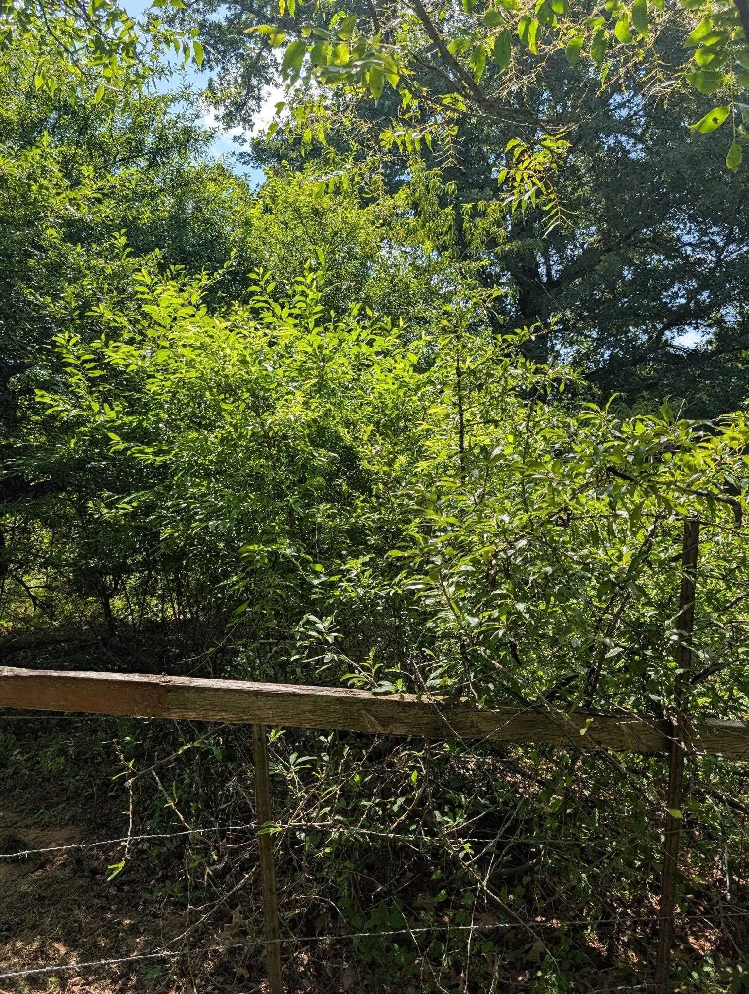 28.14 acres in Marion County - photo 30