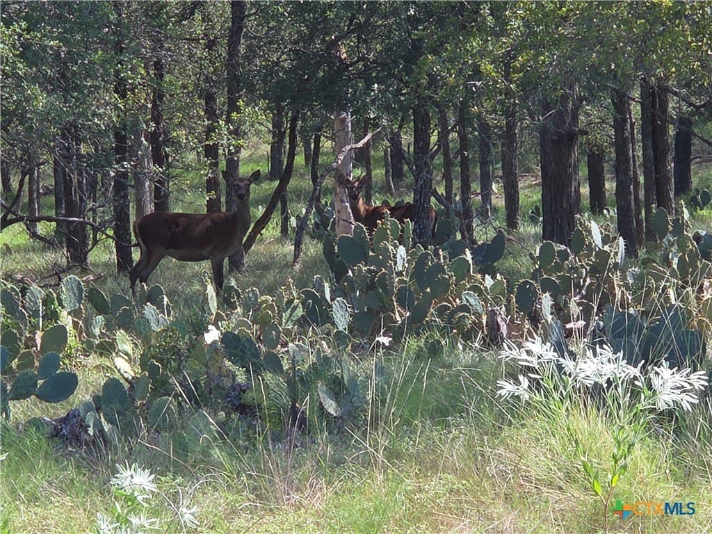 237 acres in Milam County - photo 16
