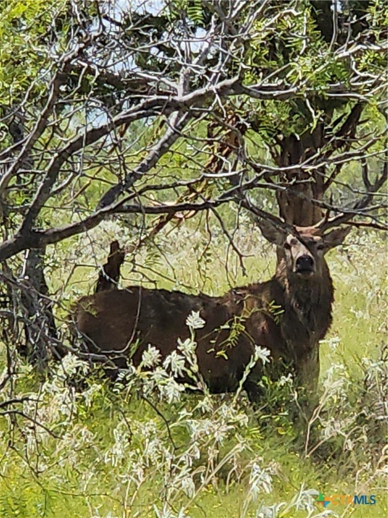 237 acres in Milam County - photo 15