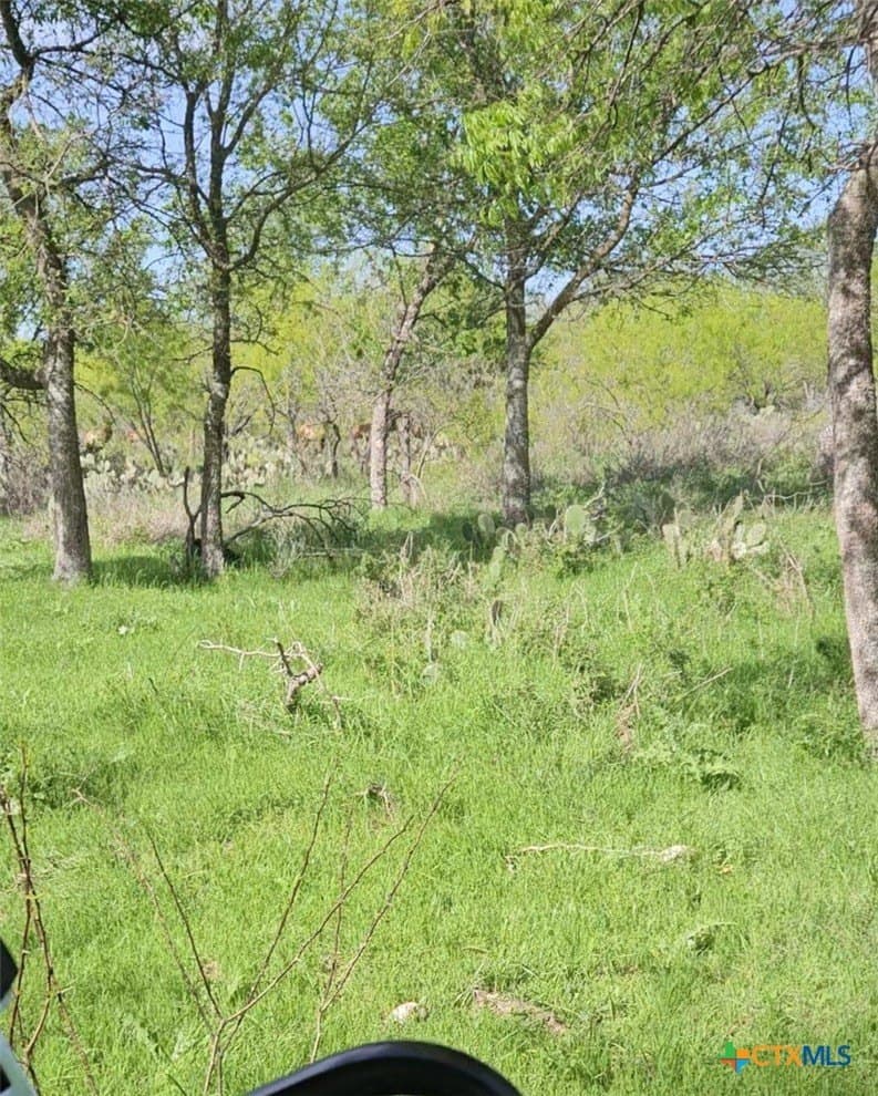 237 acres in Milam County - photo 4