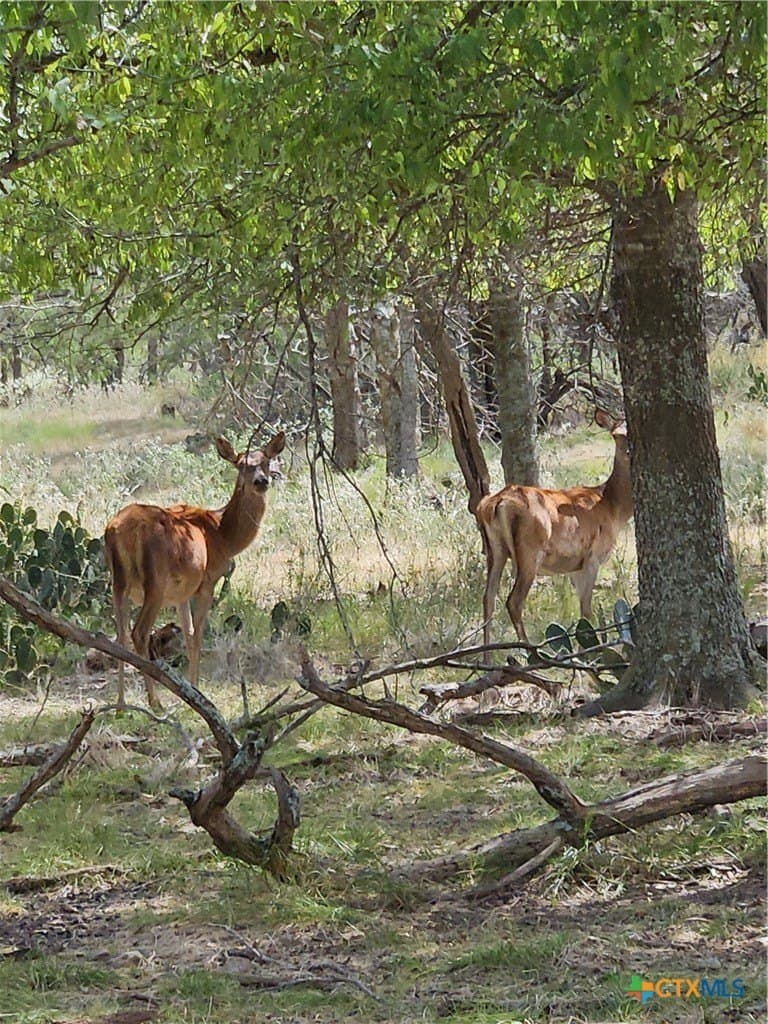 237 acres in Milam County - photo 14