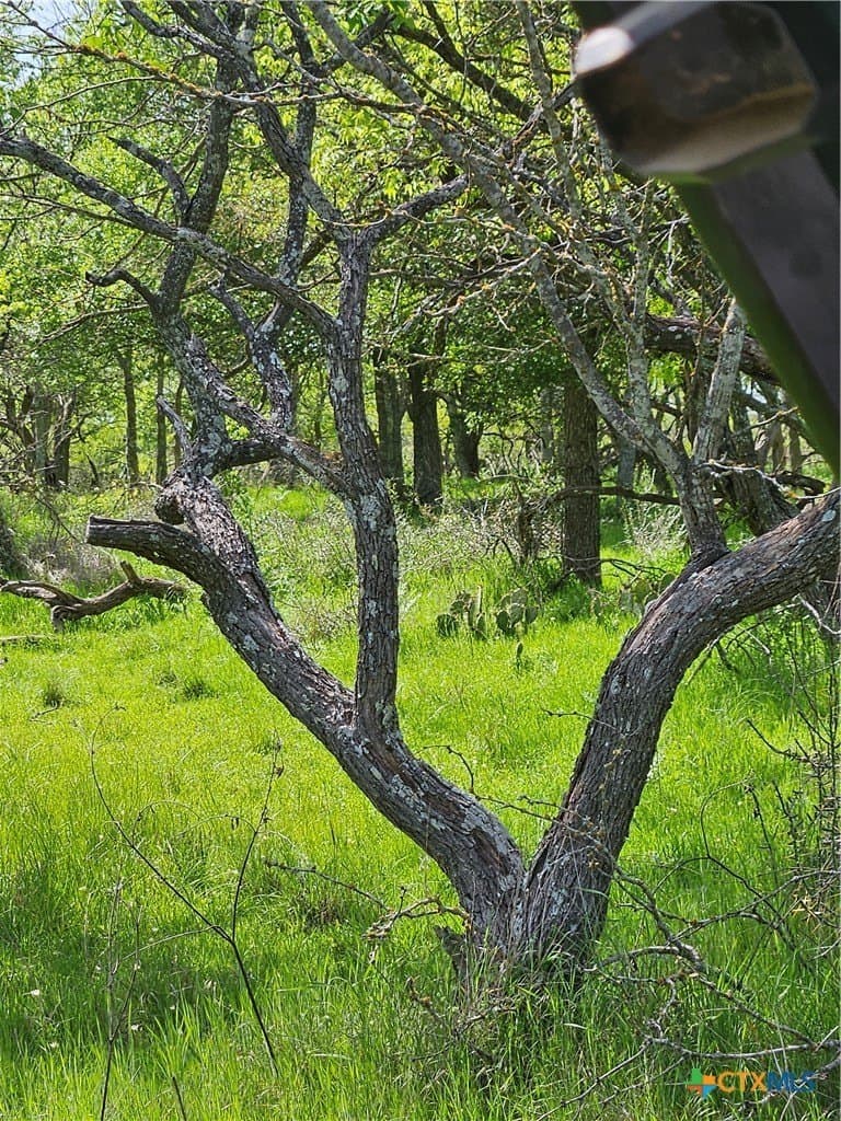 237 acres in Milam County - photo 5