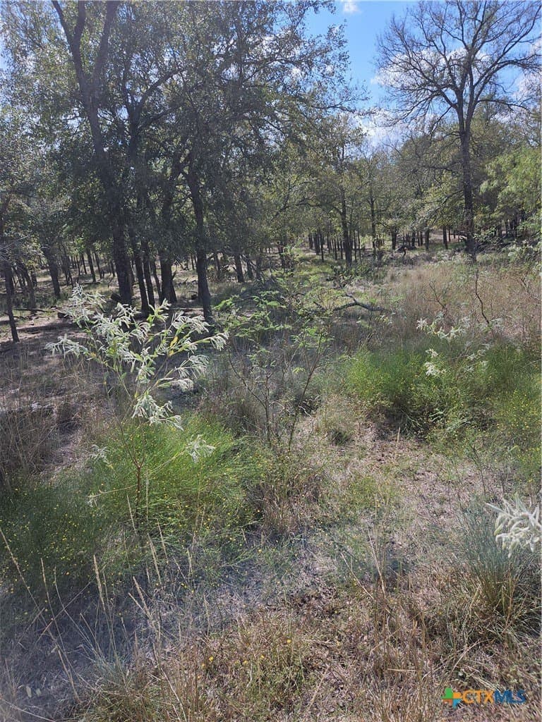 237 acres in Milam County - photo 8
