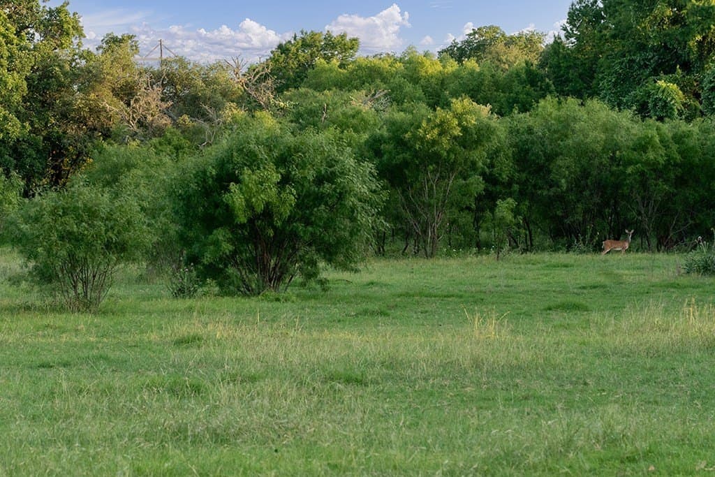 23.88 acres in Gillespie County - photo 14