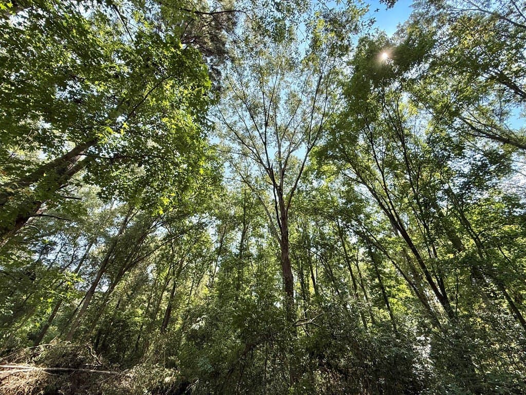 0.34 acres in Texas County gallery image 4