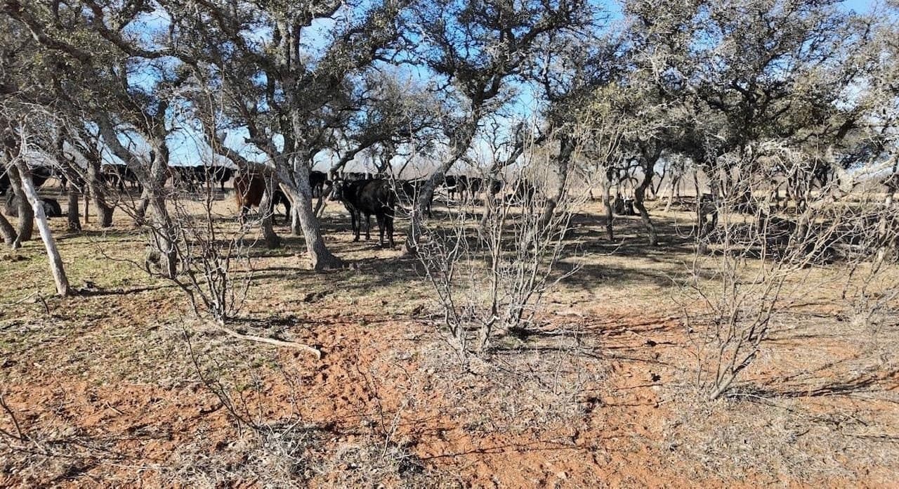 35.11 acres in McCulloch County - photo 16