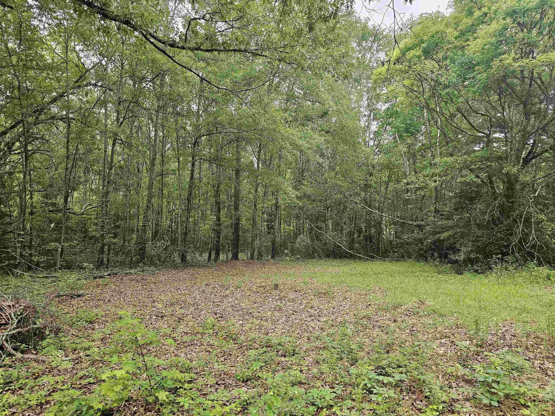 0.52 acres in Rusk County gallery image 3