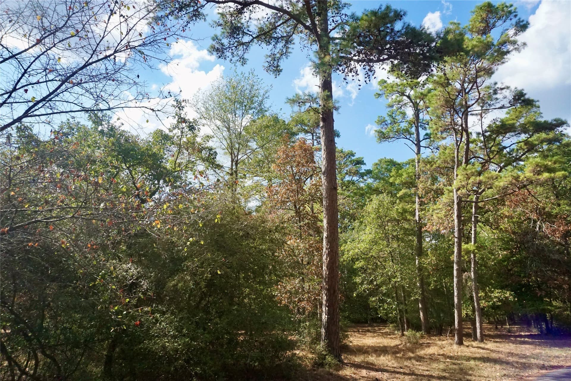 0.42 acres in Wood County - photo 10