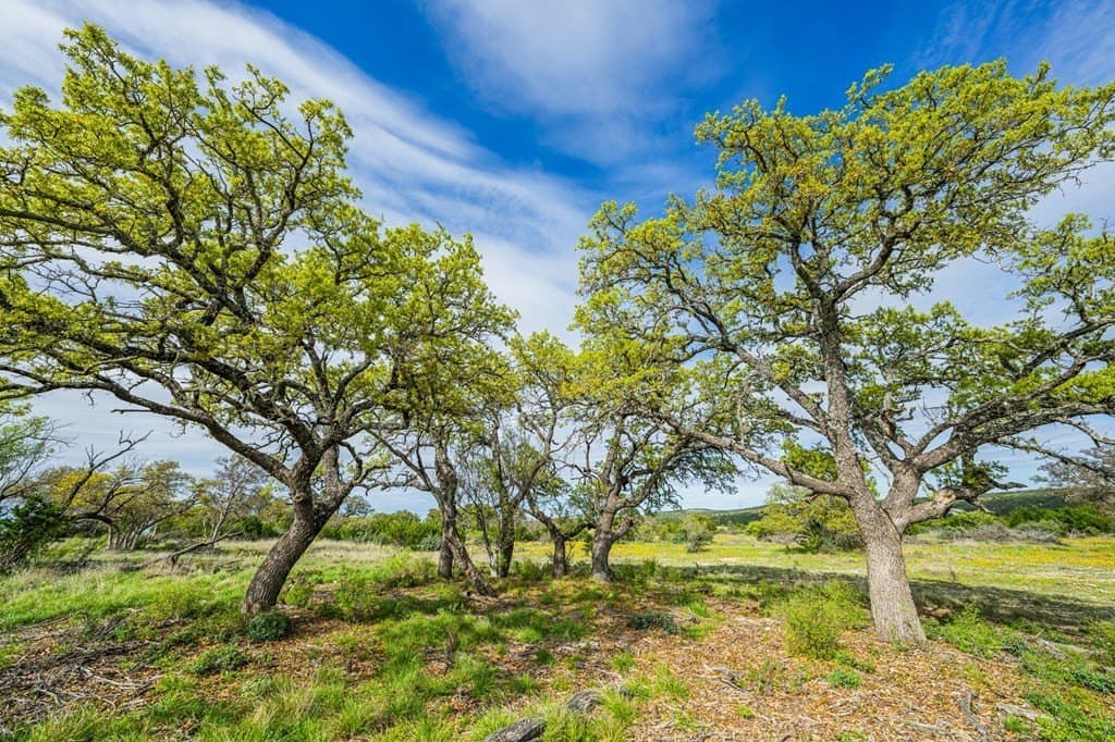 14.05 acres in Kimble County gallery image 3