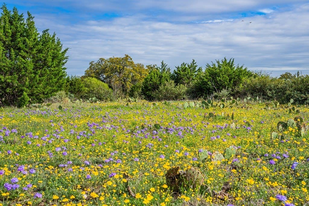 14.05 acres in Kimble County gallery image 2