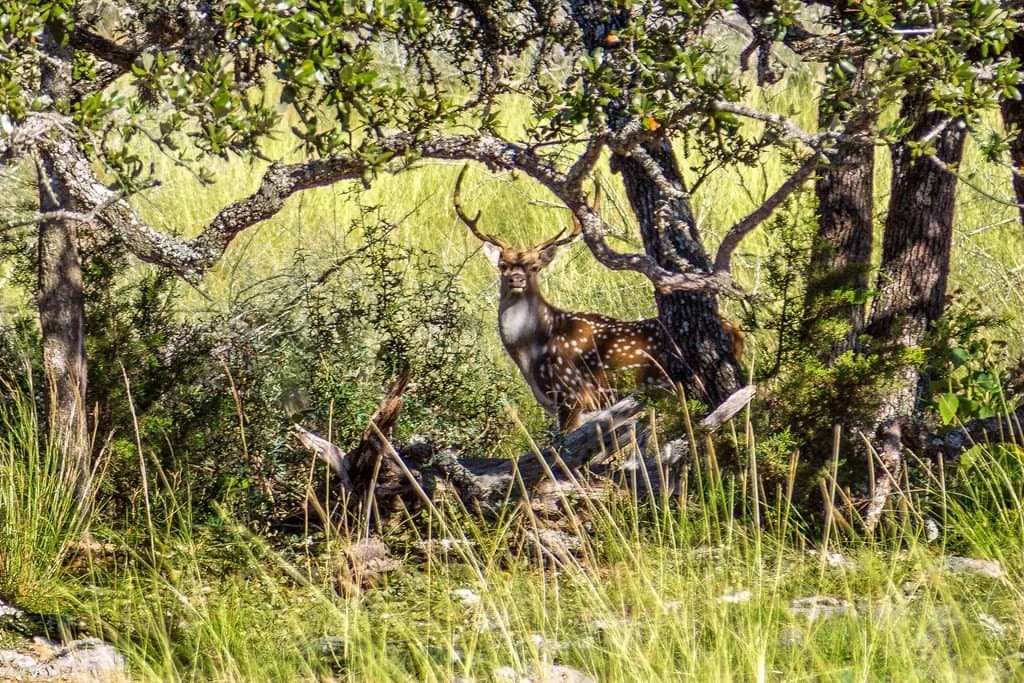 45.02 acres in Kerr County gallery image 3