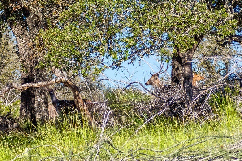 45.02 acres in Kerr County featured view