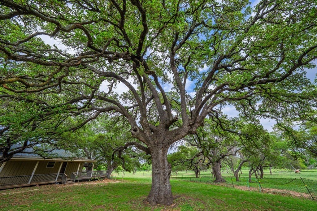 4.54 acres in Gillespie County featured view