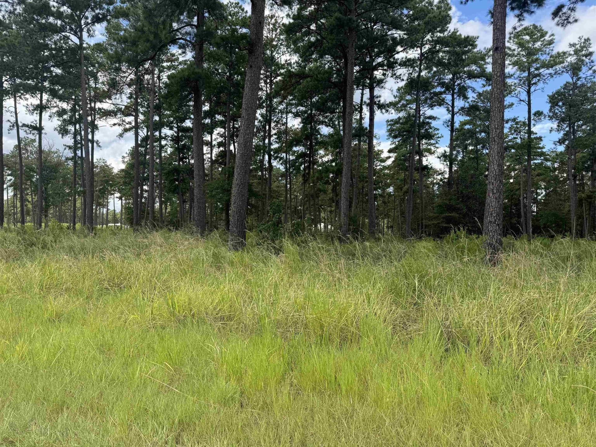 1.09 acres in Texas County gallery image 2