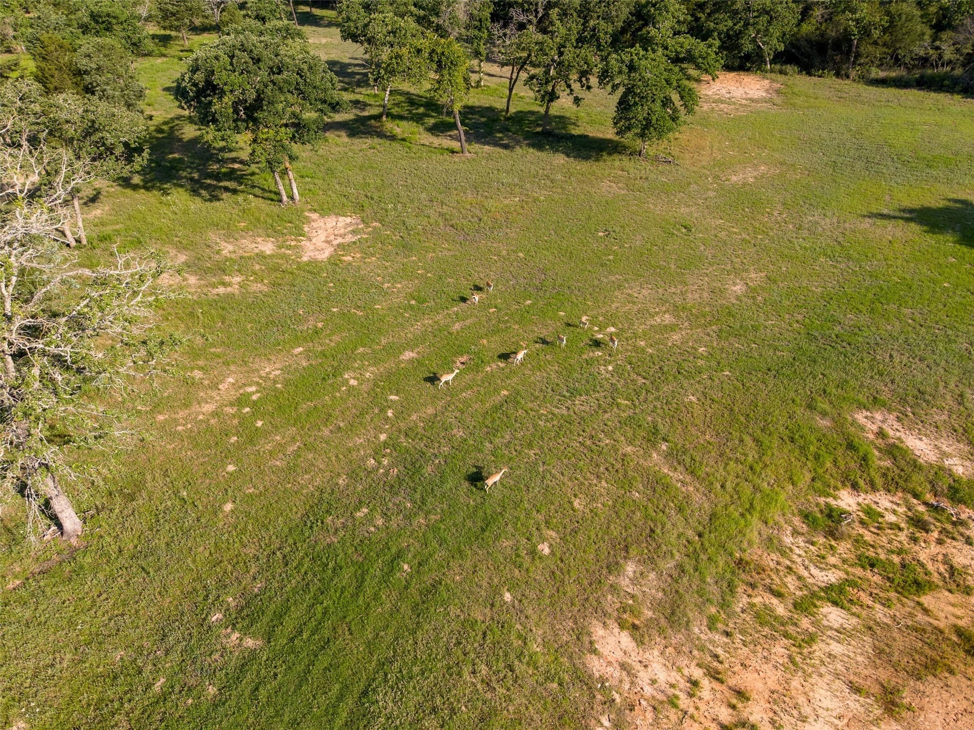 5.6 acres in Leon County - photo 7