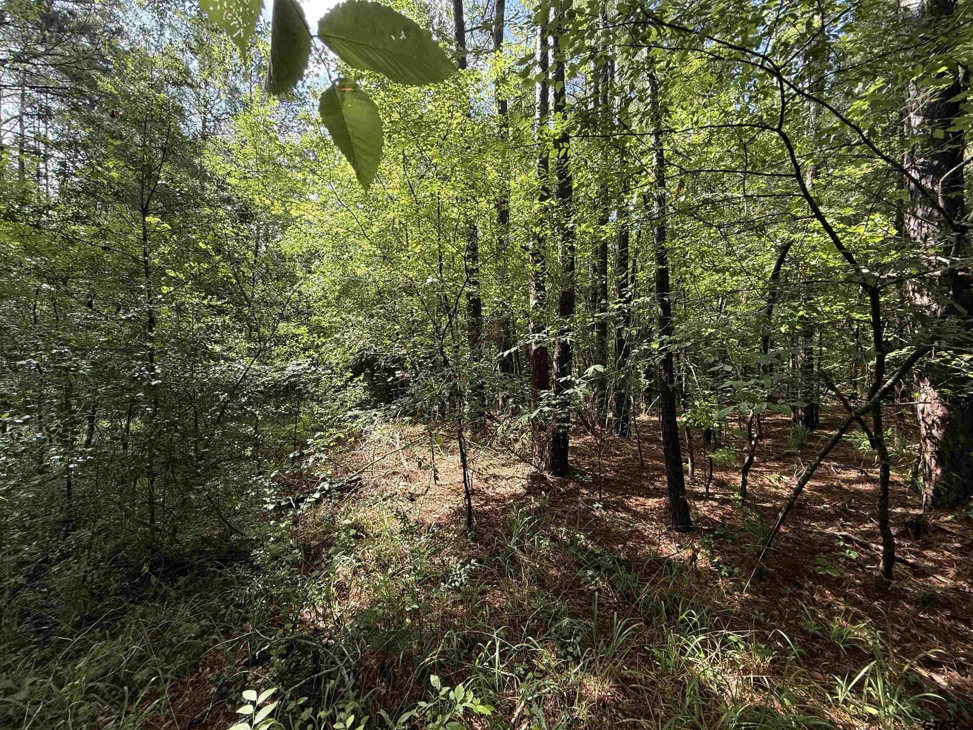 10 acres in Rusk County gallery image 3