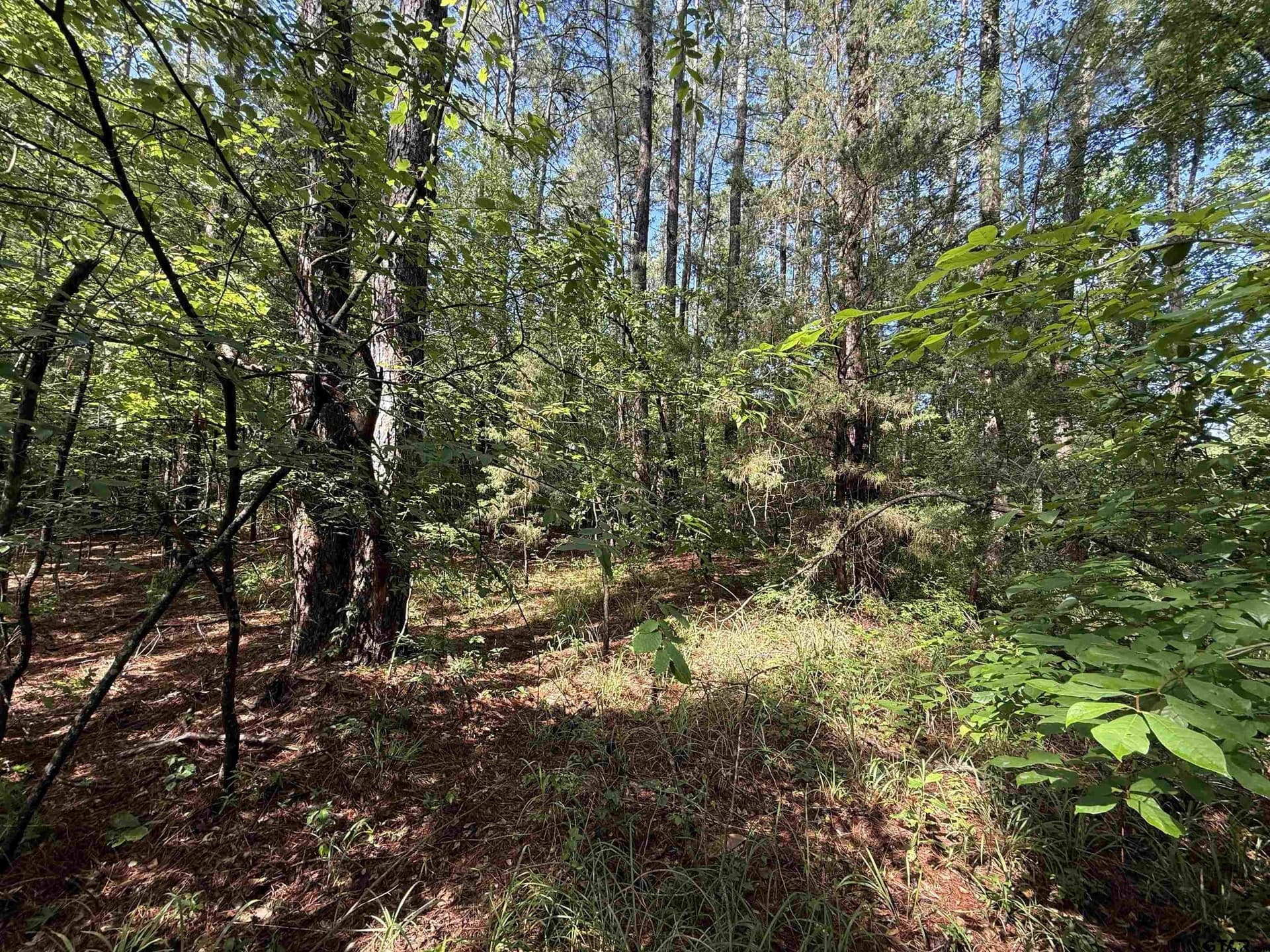 10 acres in Rusk County gallery image 2