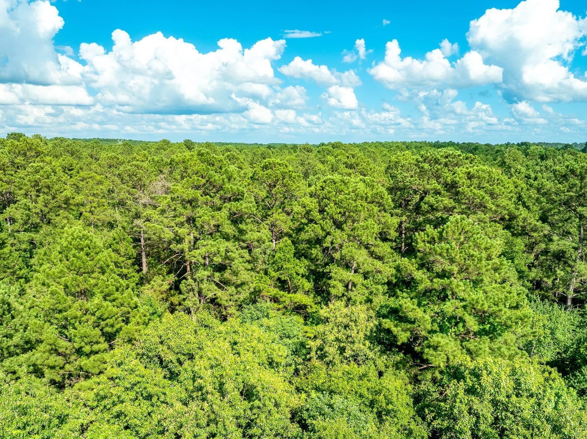 36 acres in Rusk County - photo 10