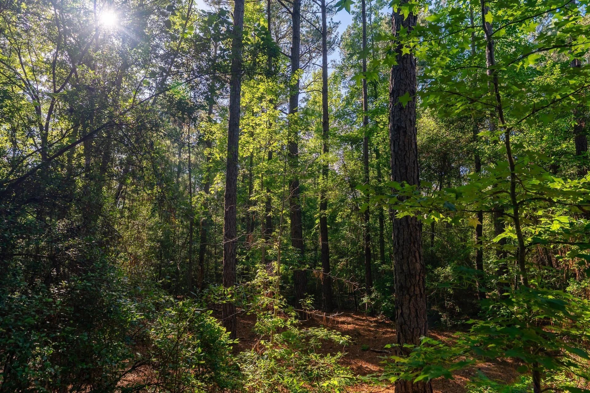 36 acres in Rusk County - photo 4