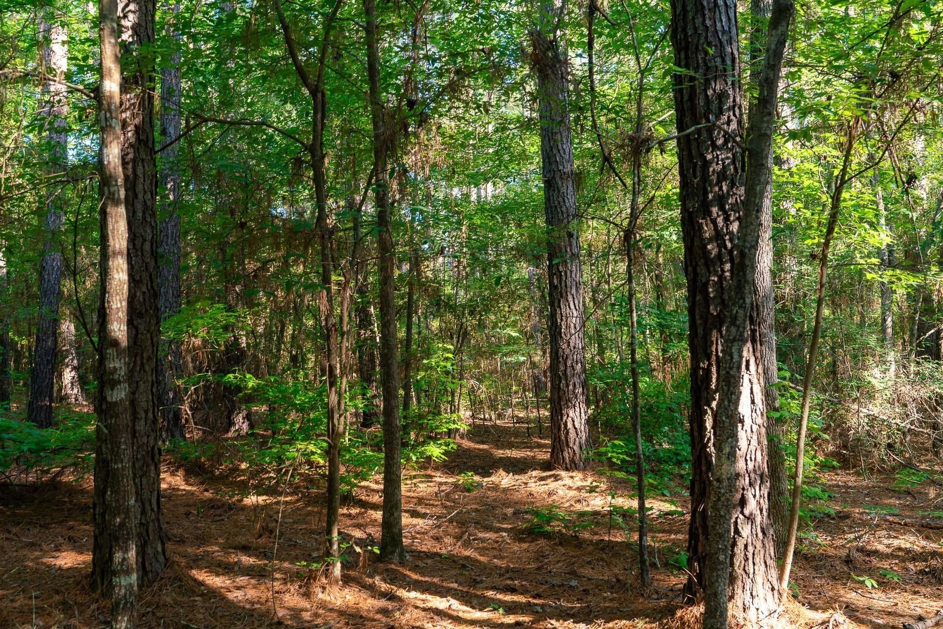 36 acres in Rusk County - photo 3