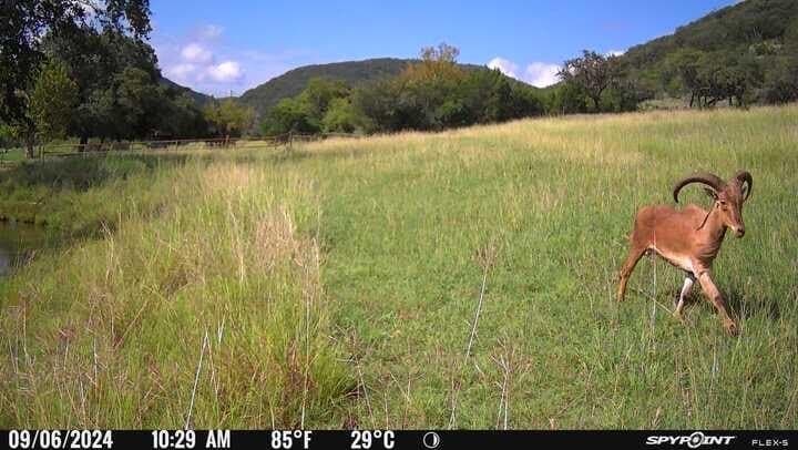 225.7 acres in Real County - photo 66