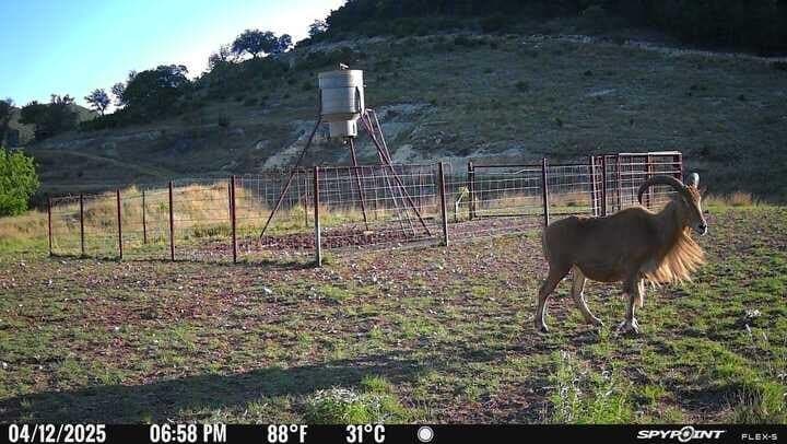 225.7 acres in Real County - photo 70