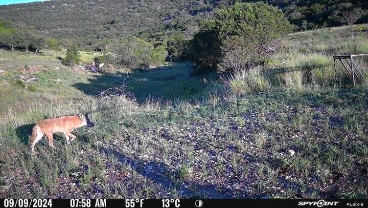 225.7 acres in Real County - photo 65