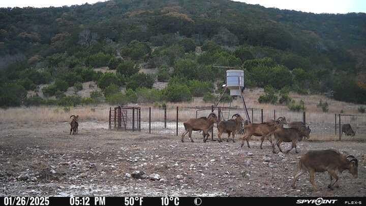 225.7 acres in Real County - photo 63