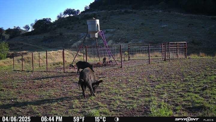 225.7 acres in Real County - photo 71