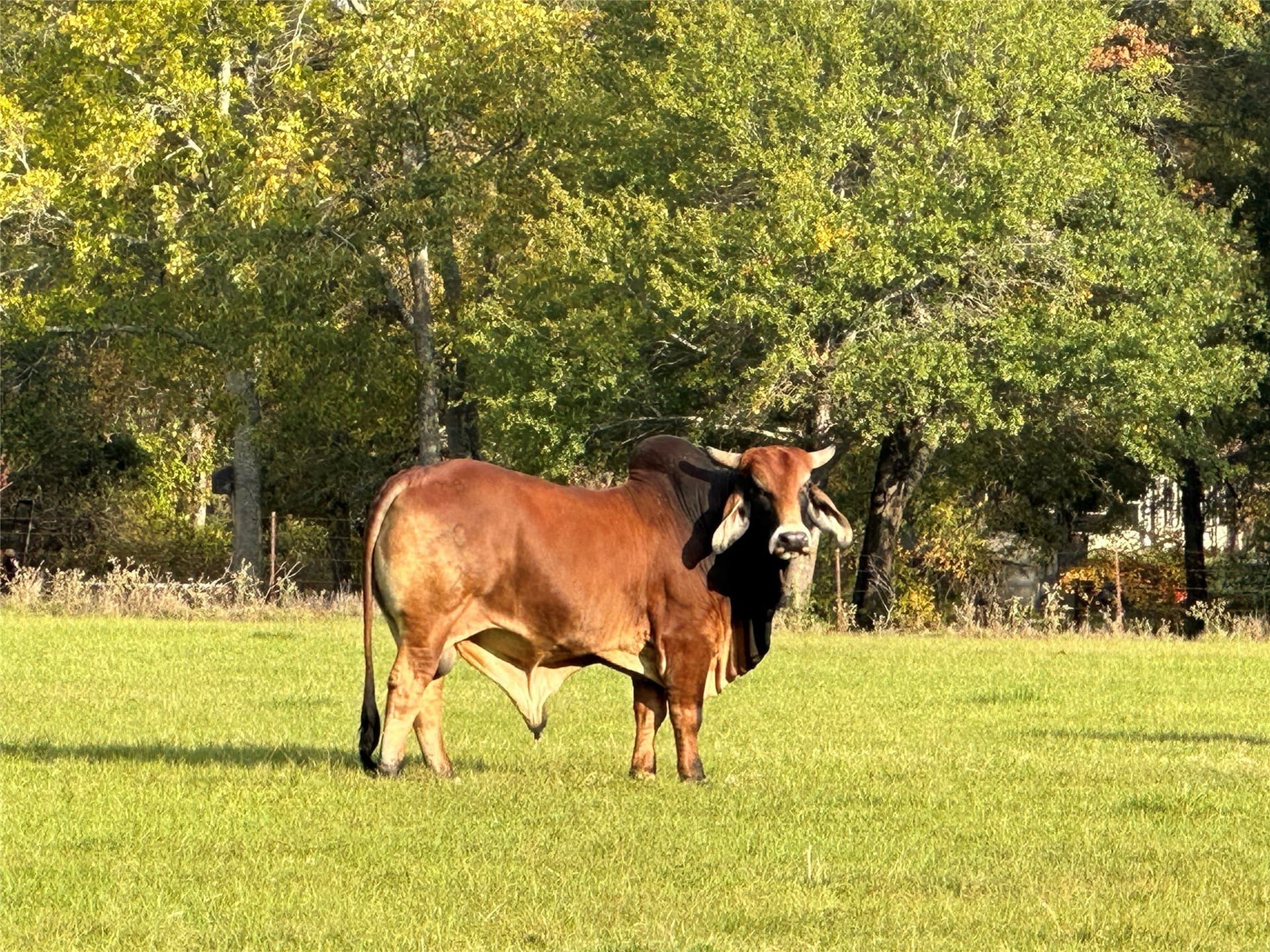 34.05 acres in Henderson County - photo 36