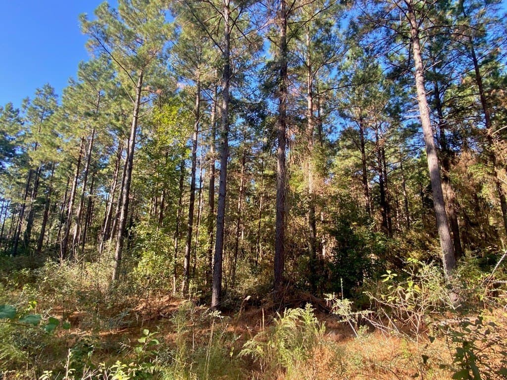 23.31 acres in Texas County - photo 6