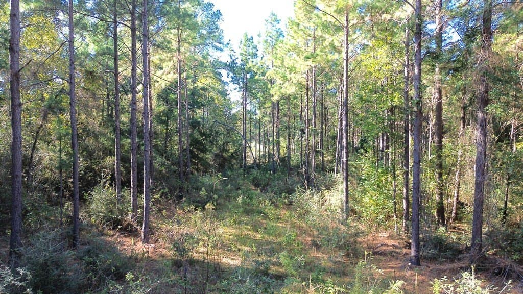 23.31 acres in Texas County - photo 7