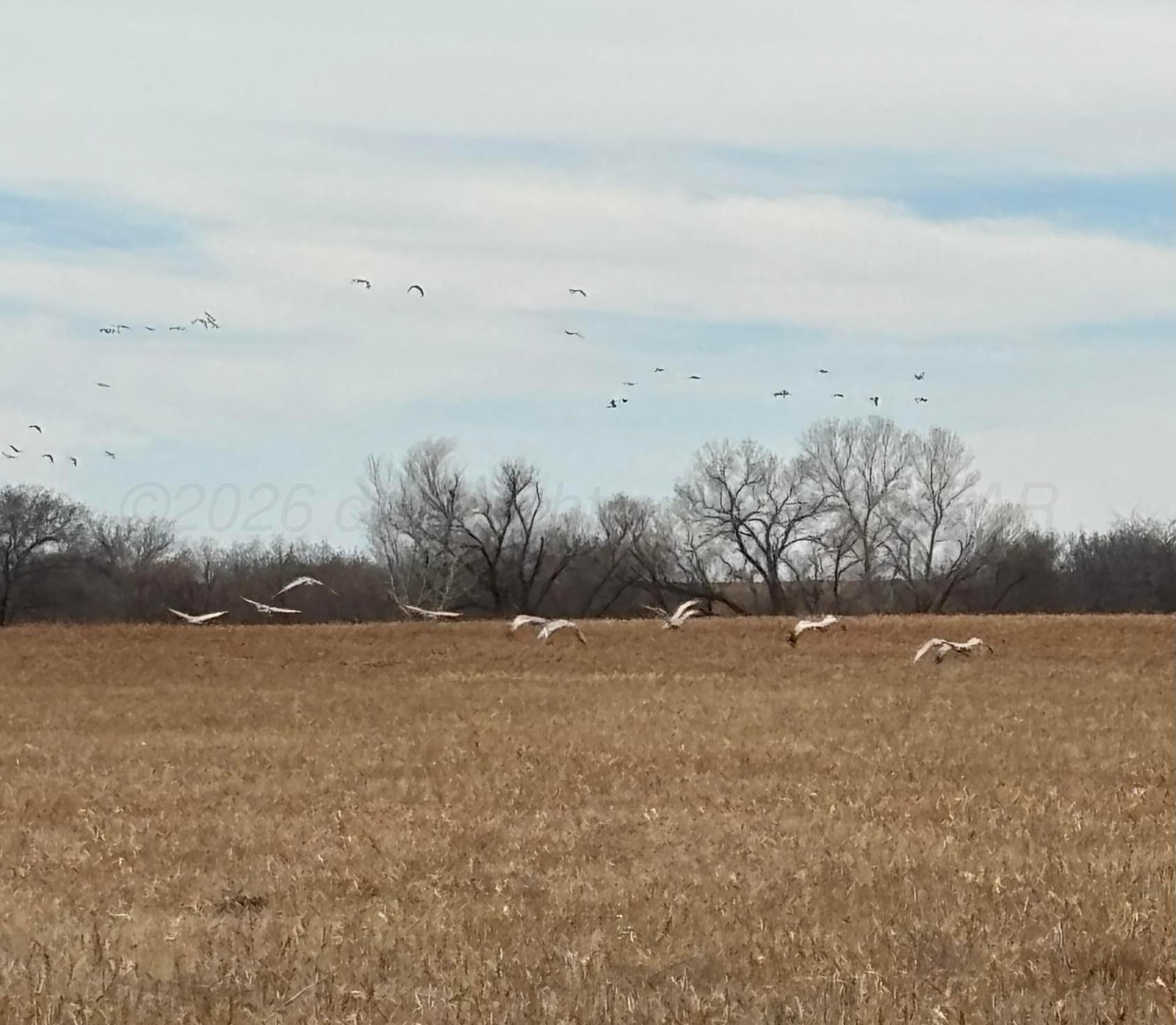 161 acres in Childress County gallery image 3