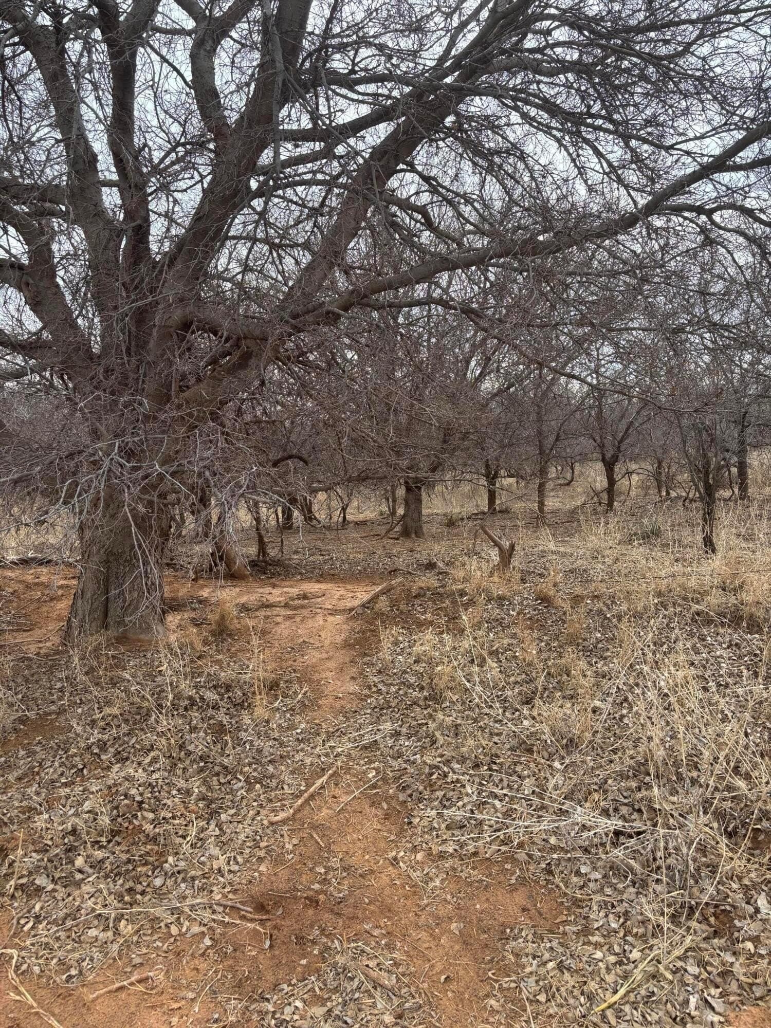161 acres in Childress County gallery image 4