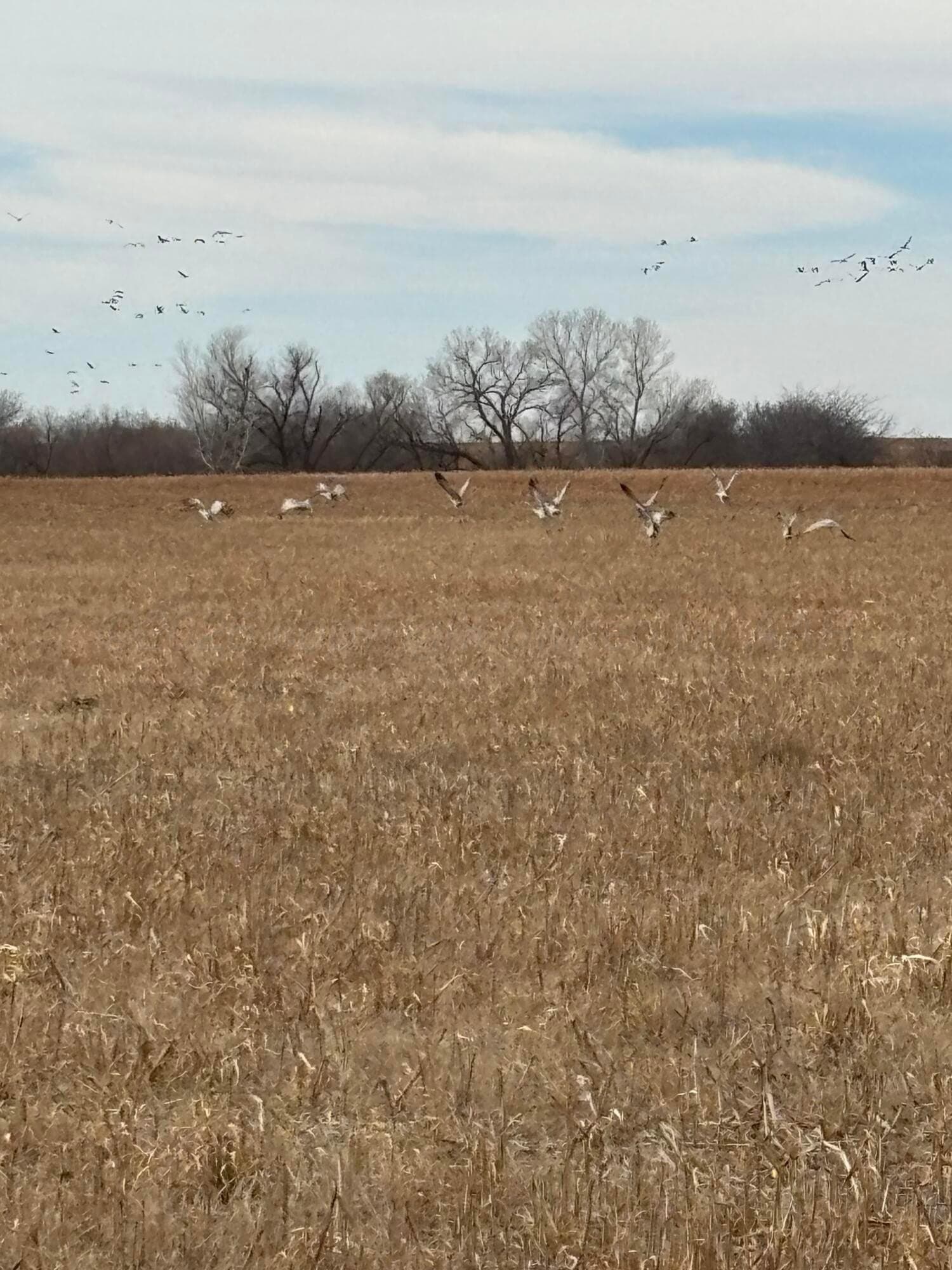 161 acres in Childress County featured view