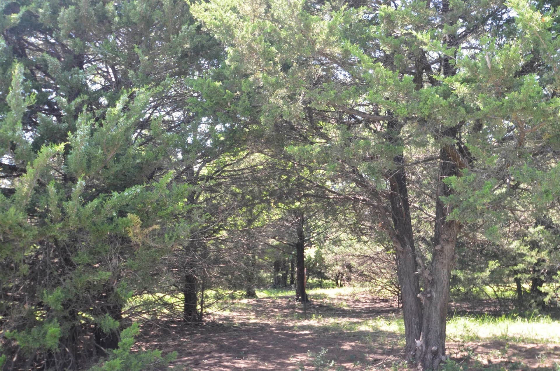 21.54 acres in Grayson County gallery image 3