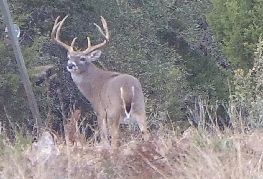 125.5 acres in Kerr County gallery image 3