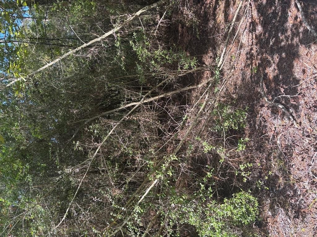 0.2 acres in Texas County gallery image 2