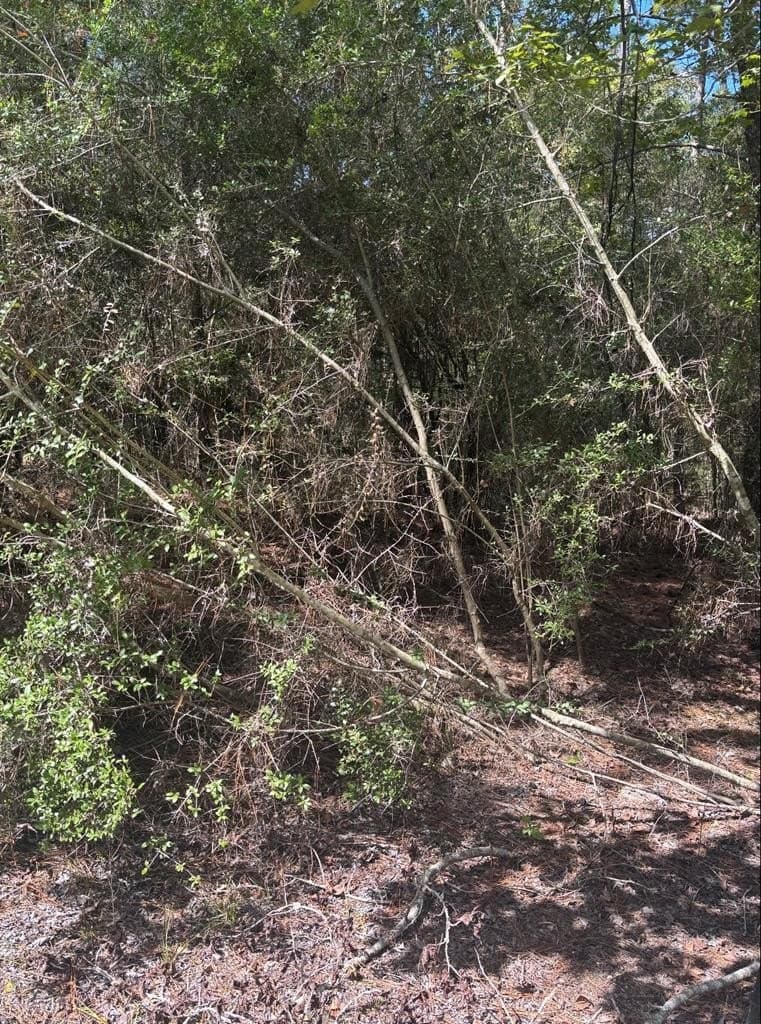 0.2 acres in Texas County gallery image 4