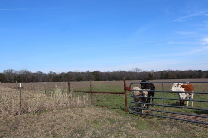 14.28 acres in Rains County gallery image 2