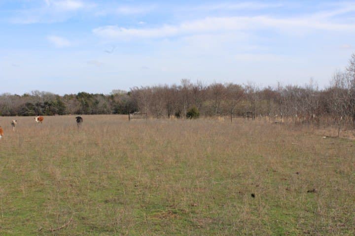 14.28 acres in Rains County gallery image 3