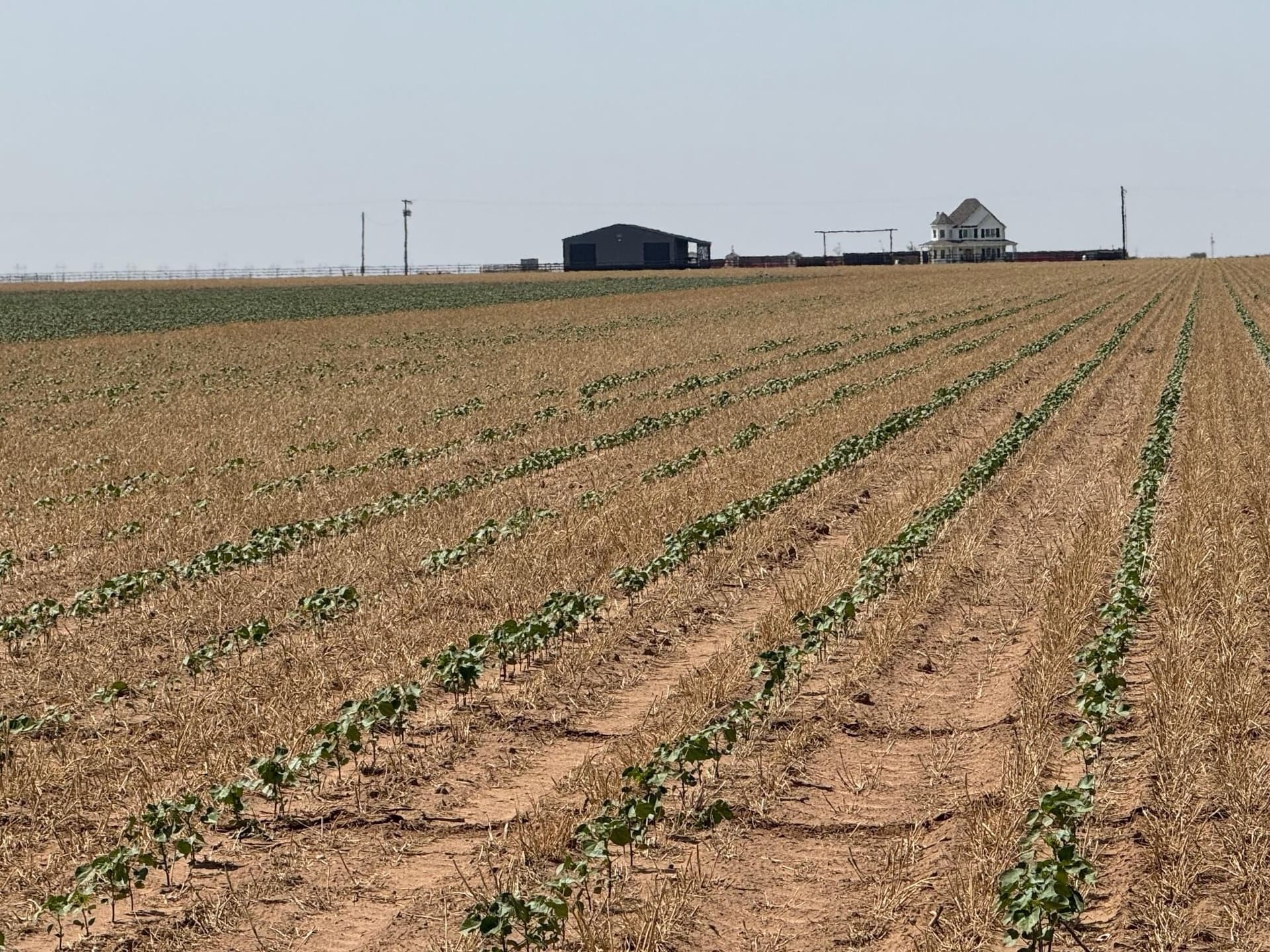179 acres in Lubbock County gallery image 2