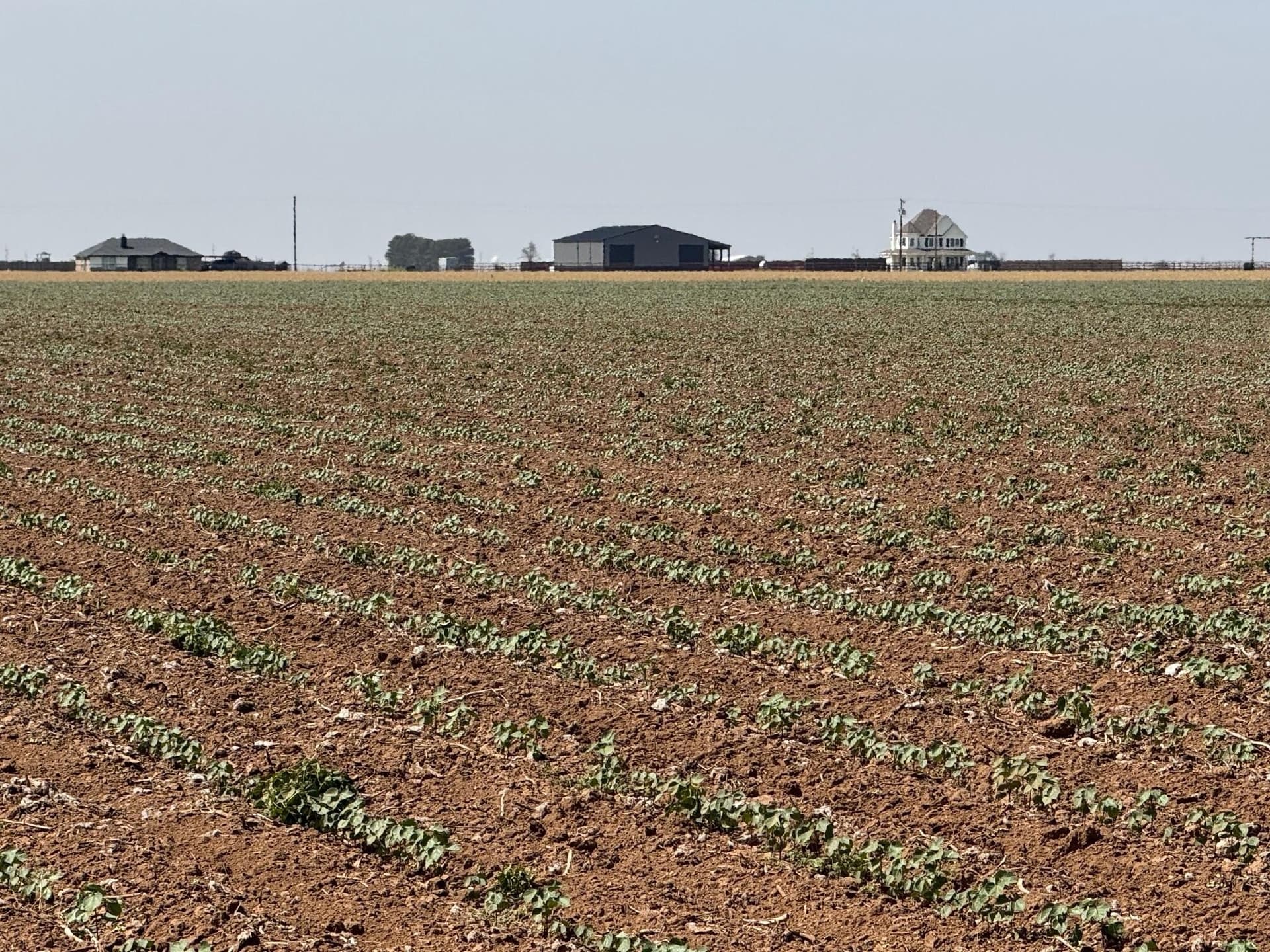179 acres in Lubbock County featured view