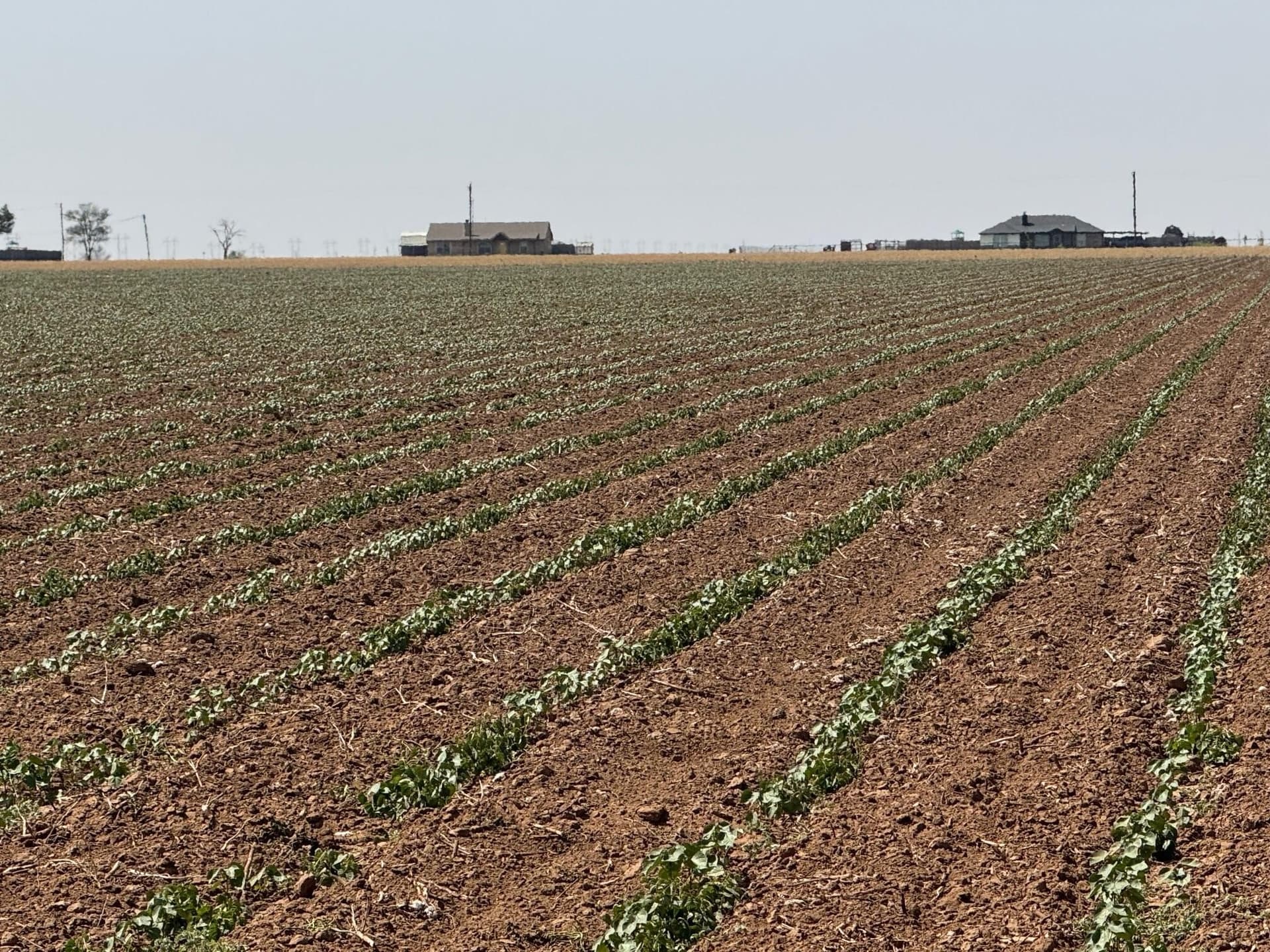 179 acres in Lubbock County gallery image 4